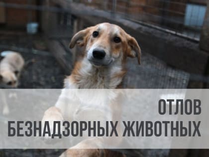 Внимание! Отлов безнадзорных животных!