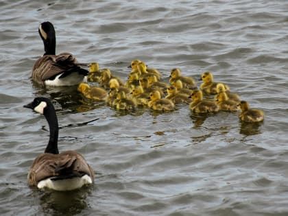 В России продлены выплаты многодетным семьям на погашение ипотеки