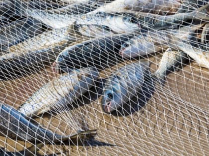 Названа самая экологически чистая рыба, добываемая в России