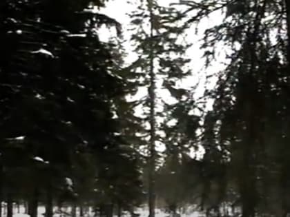 Малыши и воспитательницы детсада Петрозаводска остановили вырубку елей