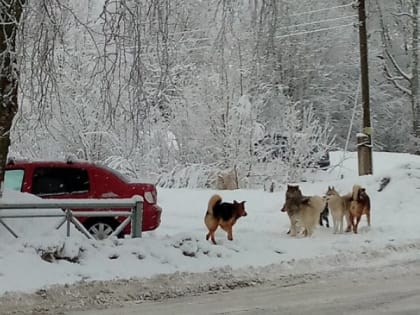 Стая собак в карельском поселке напугала женщину с коляской