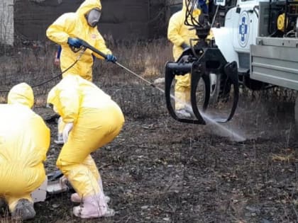 Массовая гибель свиней в Карелии заставила опасаться африканской чумы