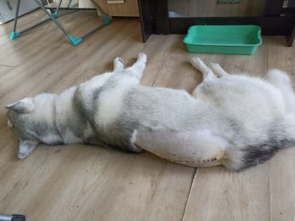 Собаке-терапевту из благотворительного центра канистерапии «Открытые сердца» срочно нужна помощь