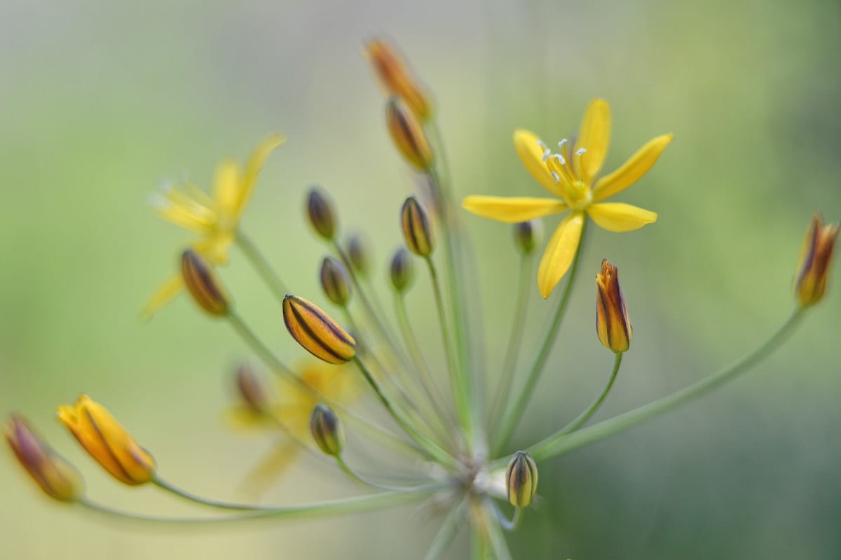 Prettyface Wildflower at Mission Trails
