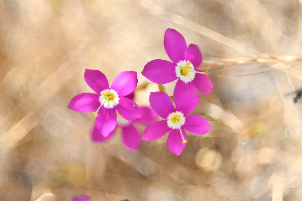 mission-trails-zeltnera-venusta-wildflower