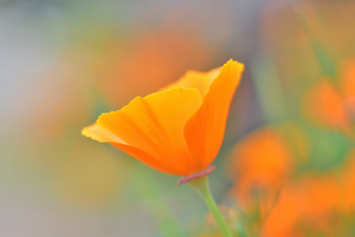 California poppies and native landscapes – Mission Trails Regional Park collection