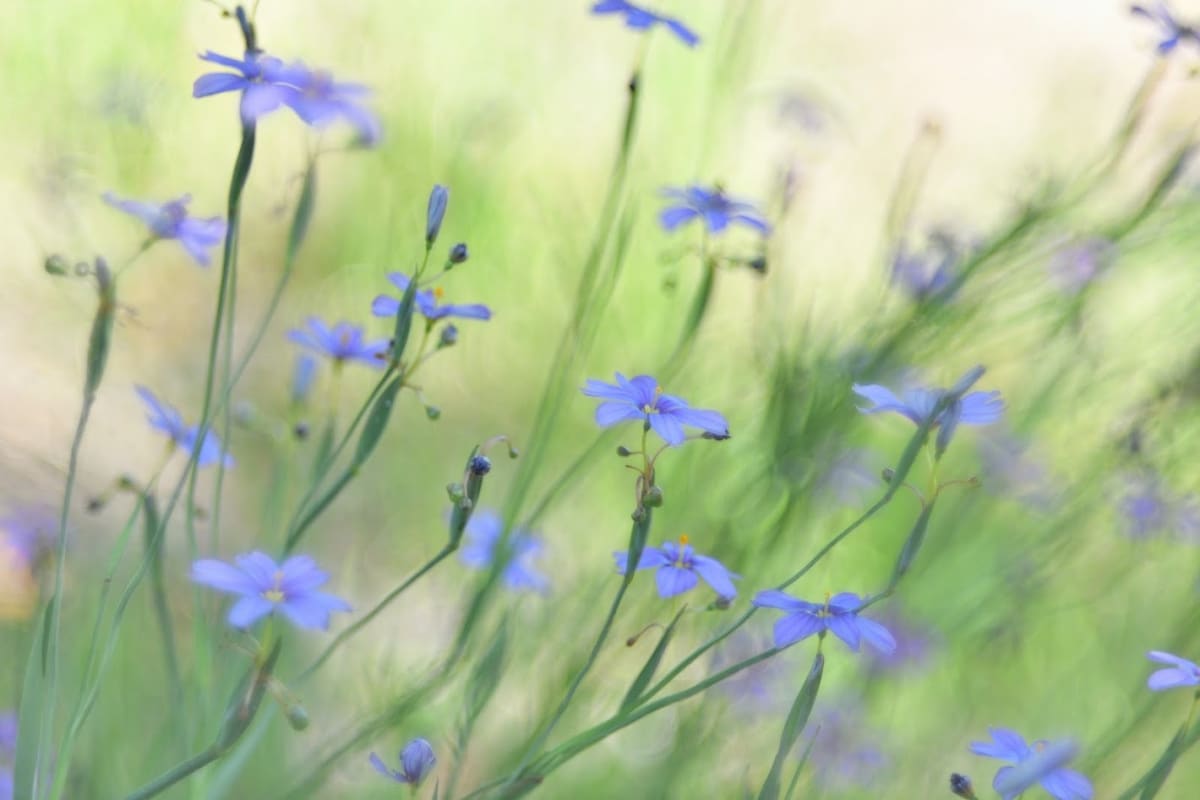 San Diego wildflowers at Mission Trails Regional Park – fine art photography collection by Diana Rozenshteyn