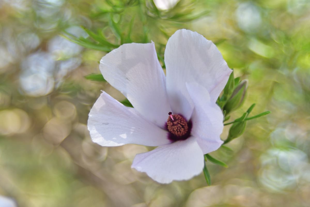 Garden flowers at San Diego Zoo – floral photography collection by Diana Rozenshteyn