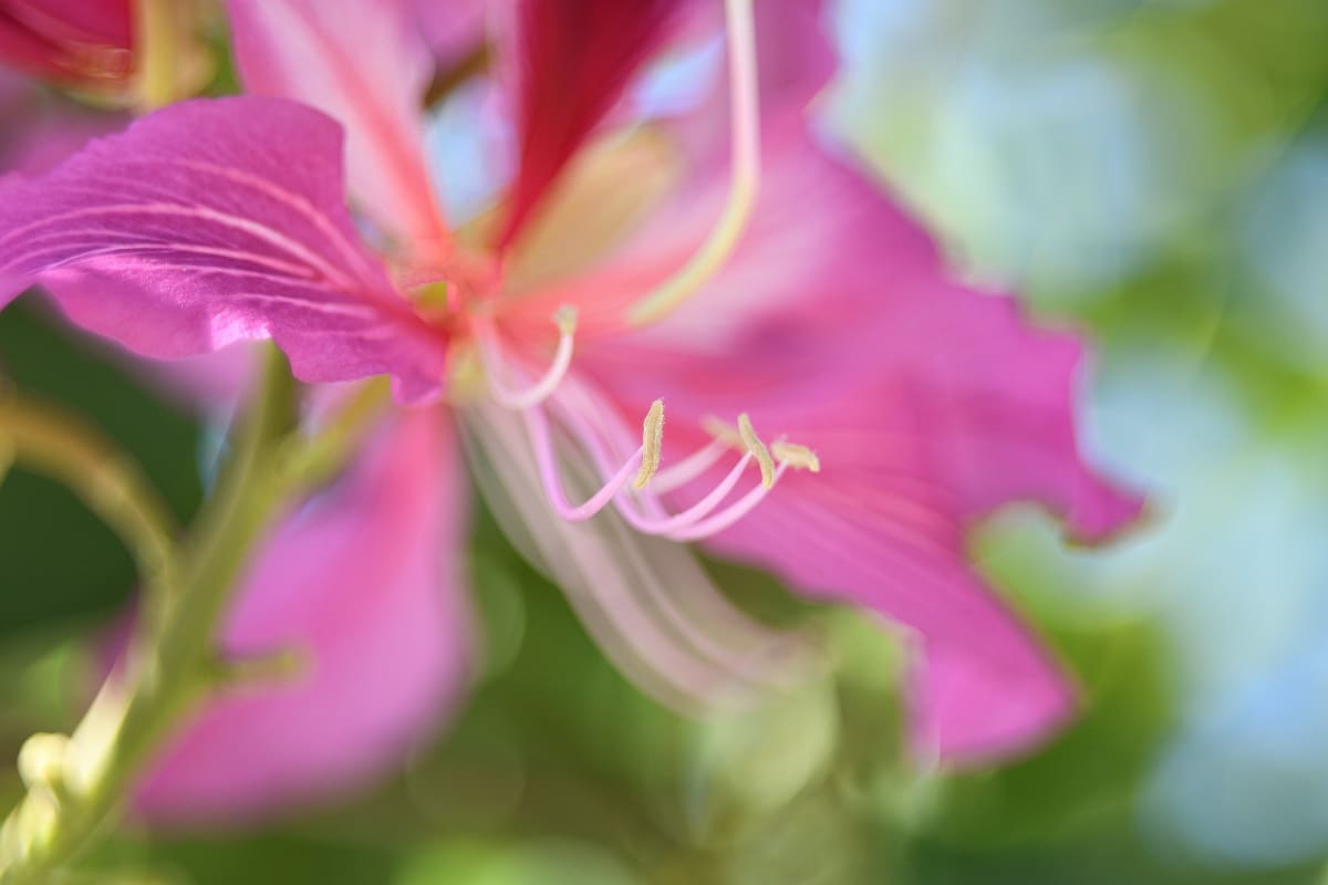 Orchid Tree Flower - San Diego