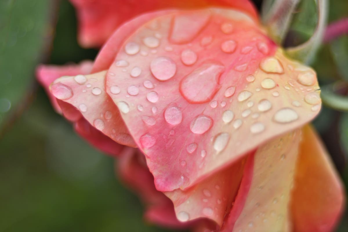 Rose with rain drops - San Diego