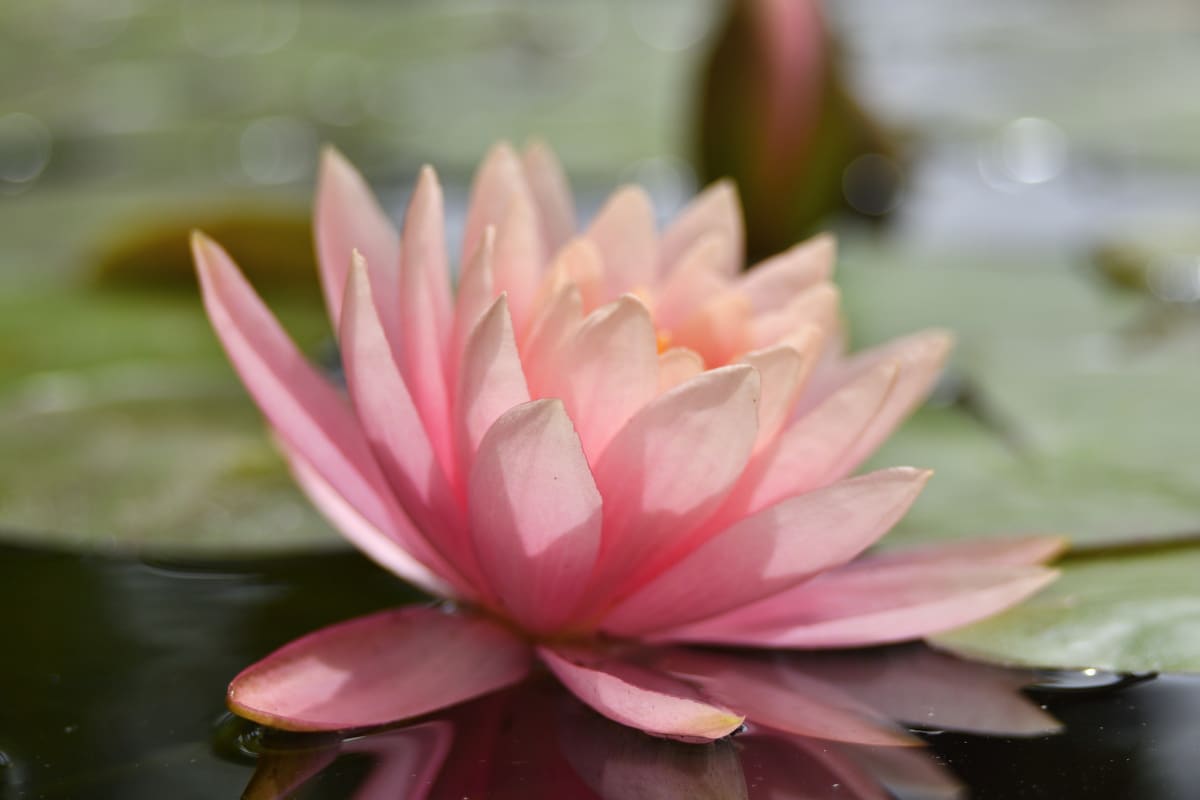 Water Lily -  Balboa Park