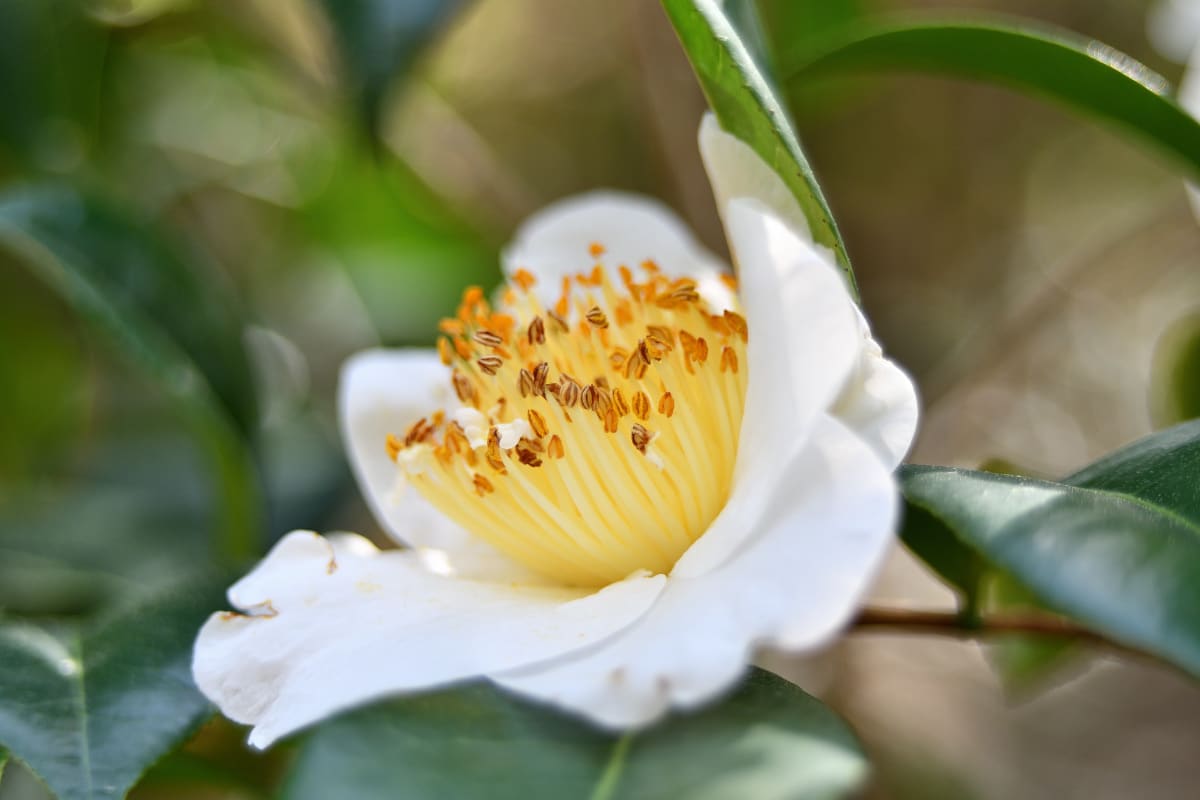 Camellia flower close-up – floral fine art print from Balboa Park