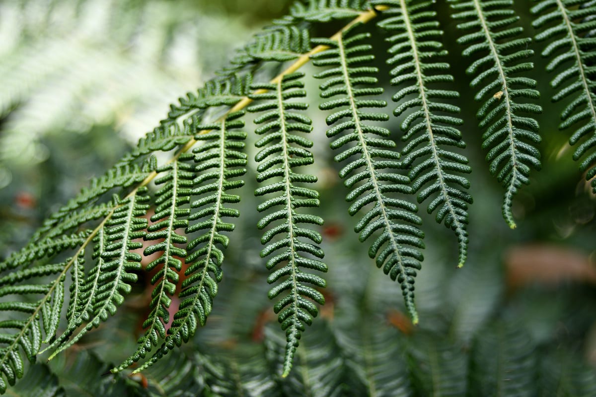 Fern - San Diego Botanic Garden