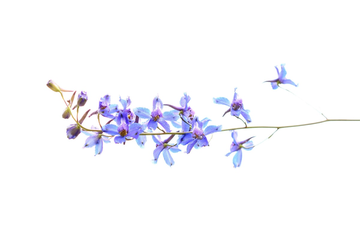 Delphinium parishii (Desert Larkspur) macro photo taken at Blue Sky Reserve
