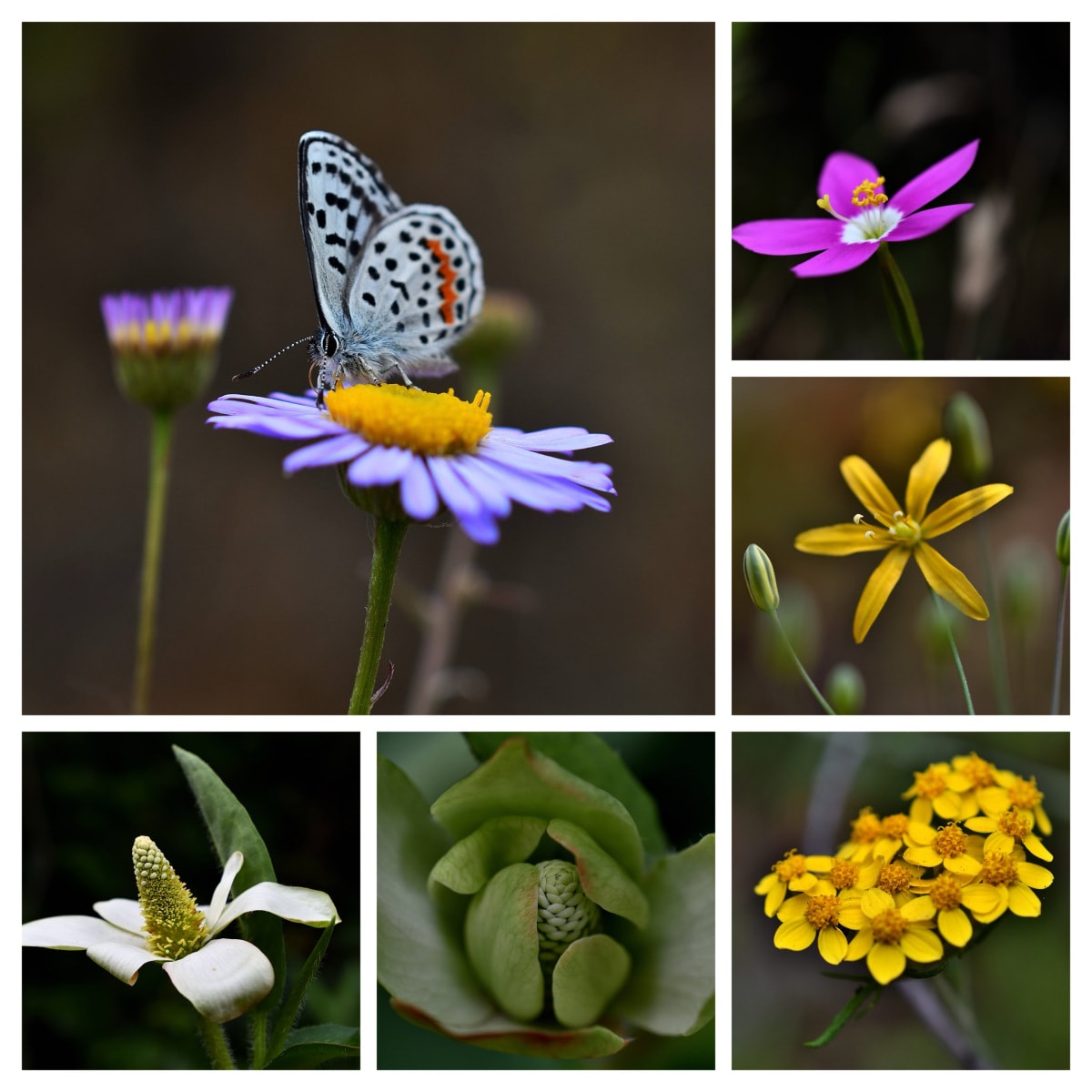 Collage of Prettyface, San Bernardino Blue Butterfly, Yerba Mansa, Zeltnera Venusta, California Cinerarias