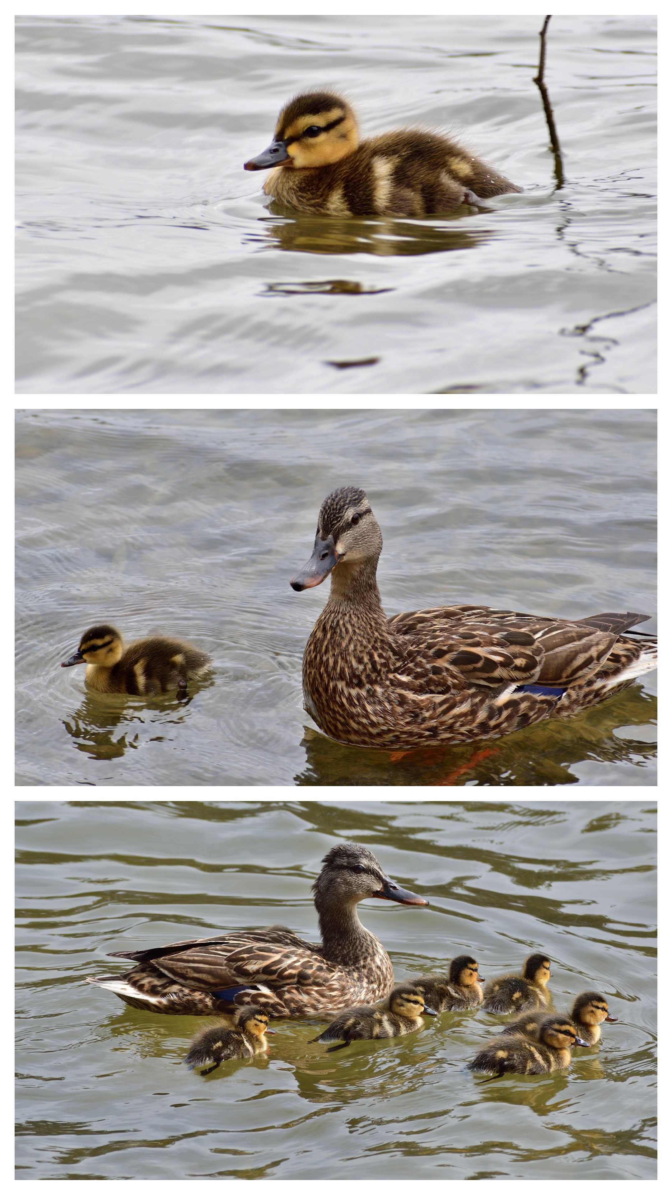 Collage: mama duck and ducklings