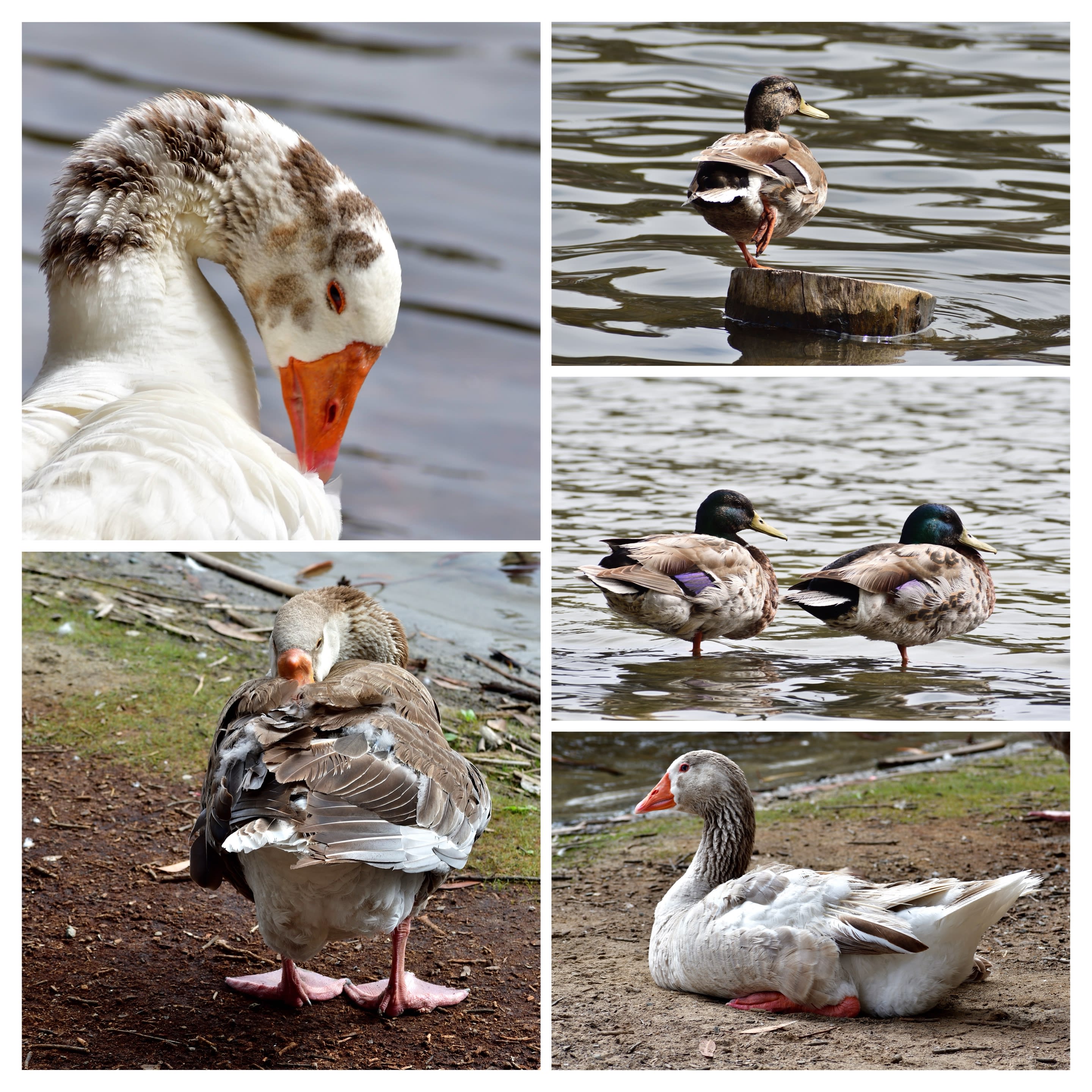 Collage: various ducks and geese on water and shore