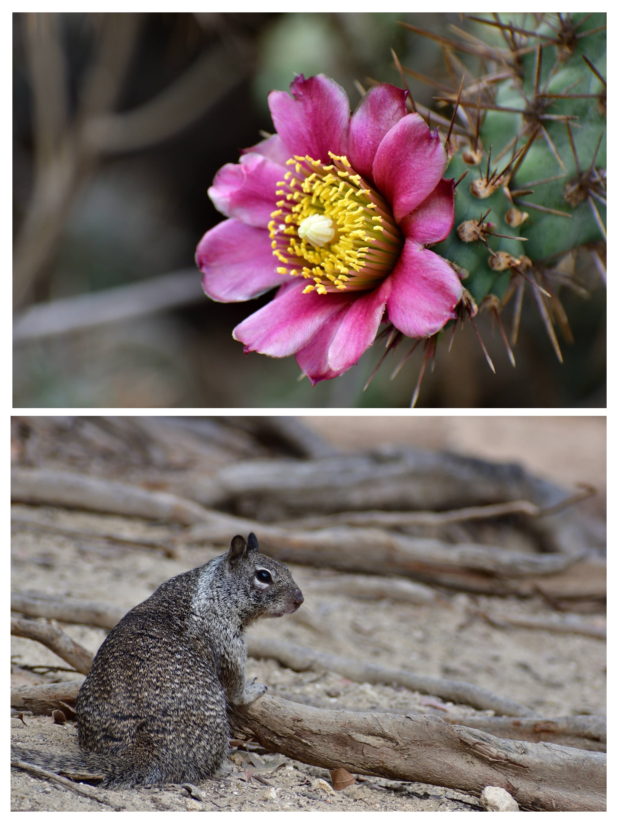 Collage: prickly pear cactus flower and squirrel