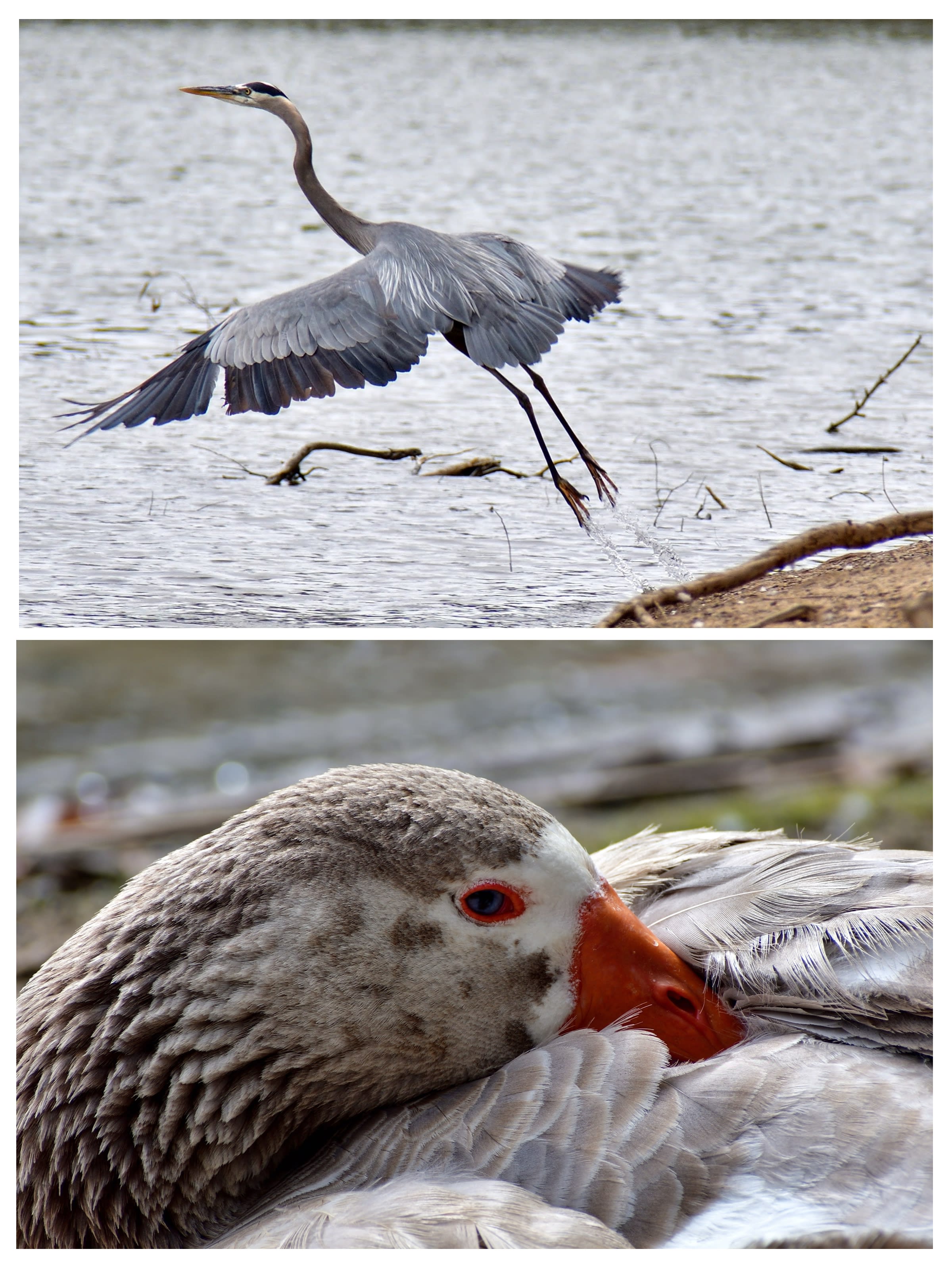 Collage: Great Blue Heron taking flight, close-up of greylag goose beak and eye