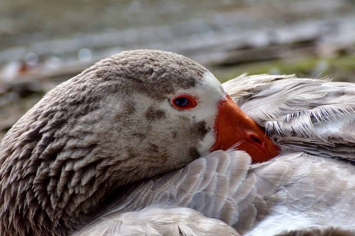 Close-up of Greylag goose beak and eye