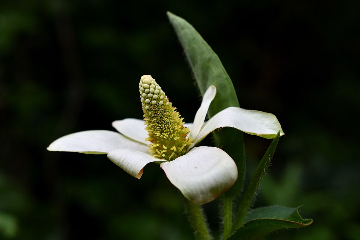 Delicate white wildflower photo from Blue Sky Ecological Reserve