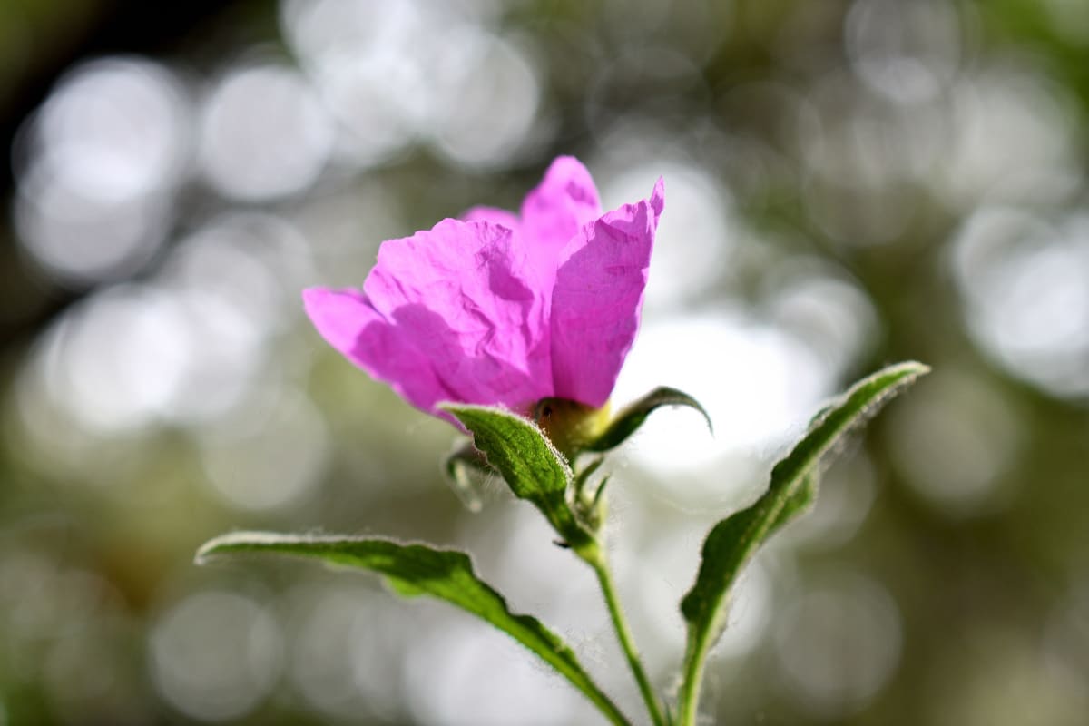 Blue Sky Reserve wildflowers hike