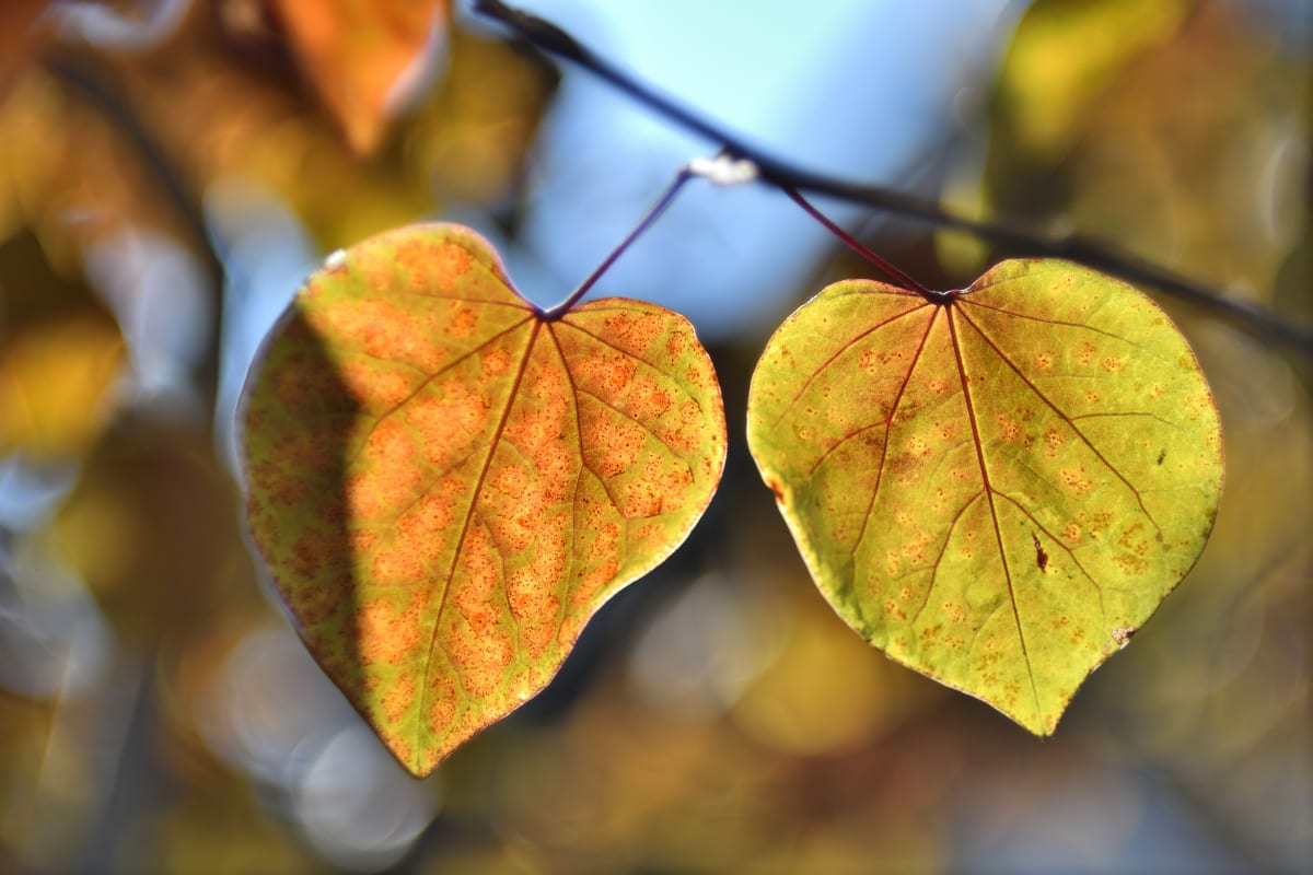 Eastern Redbud tree leaves - San Diego