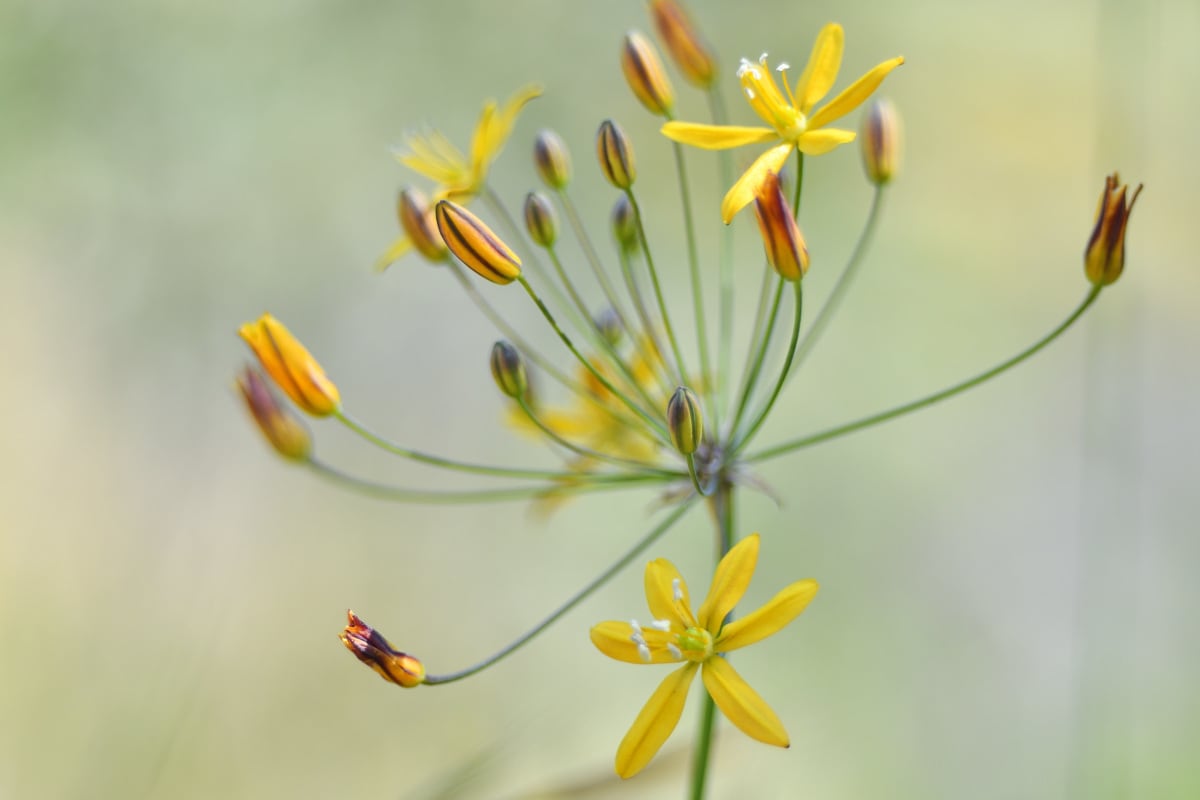 Prettyface Wildflower - Mission Trails Regional Park