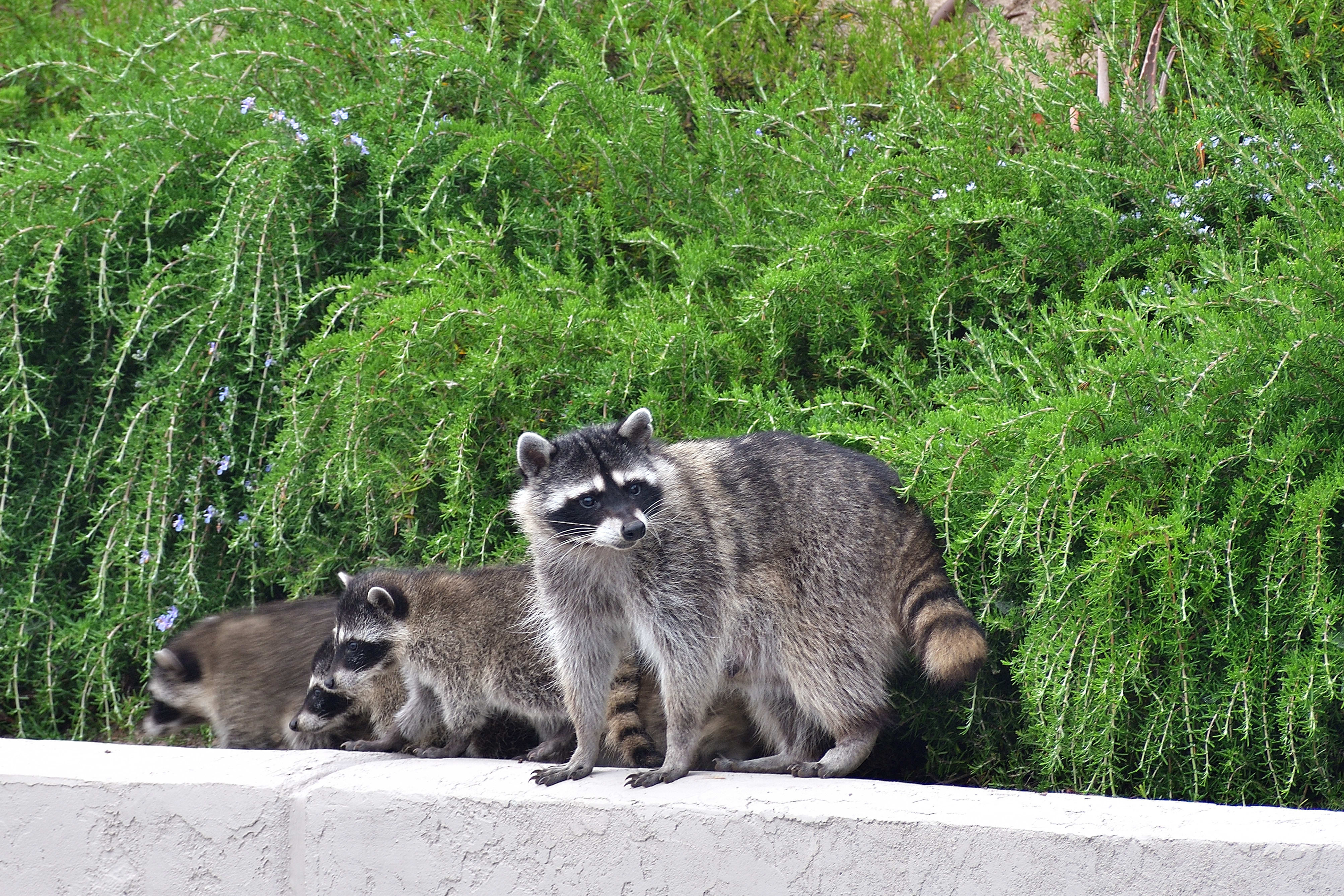 Mother raccoon standing alert on backyard wall in San Carlos with two kits behind her