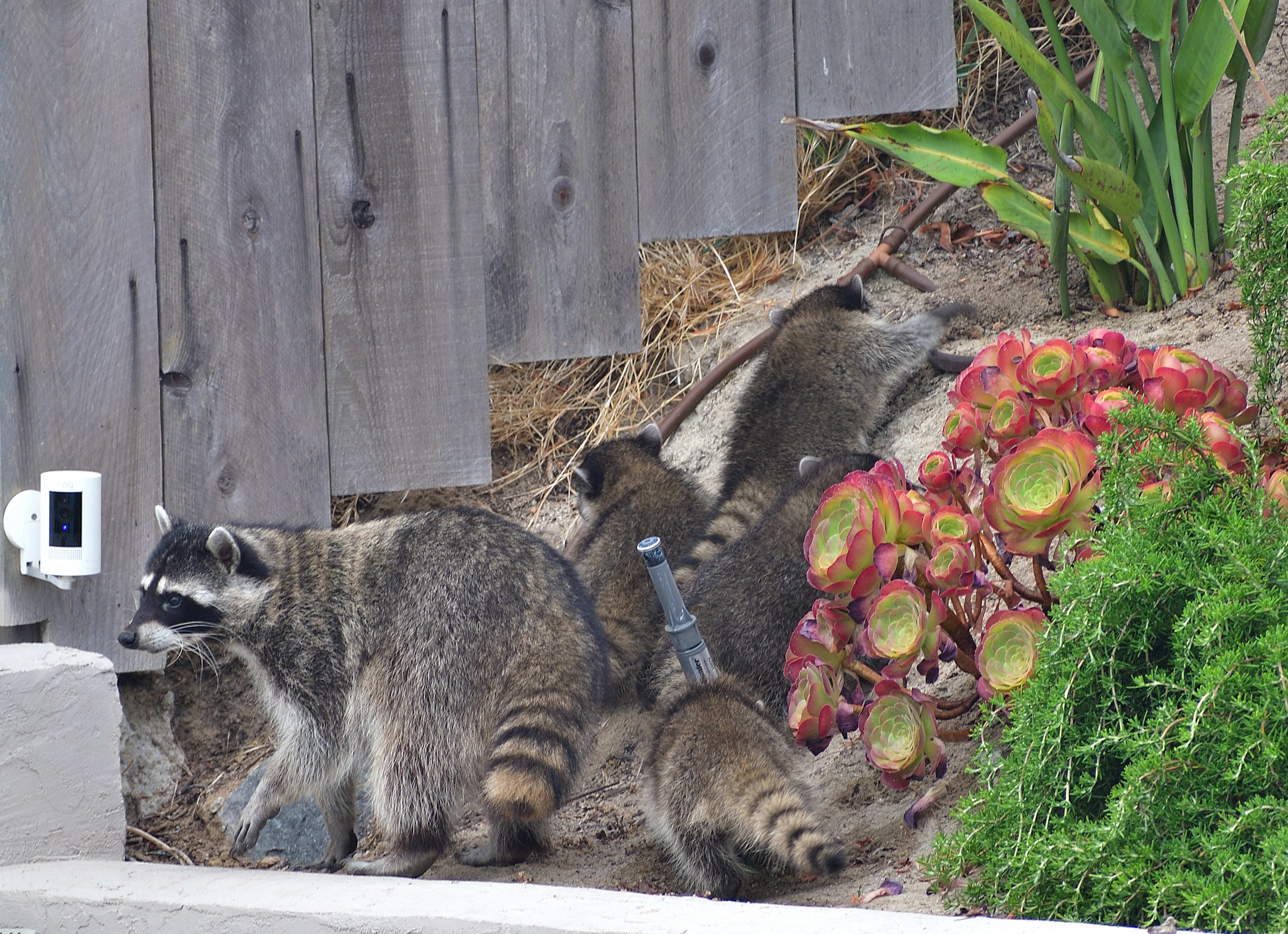 Raccoon family disappearing under the fence into neighbor's yard amid succulents in San Carlos