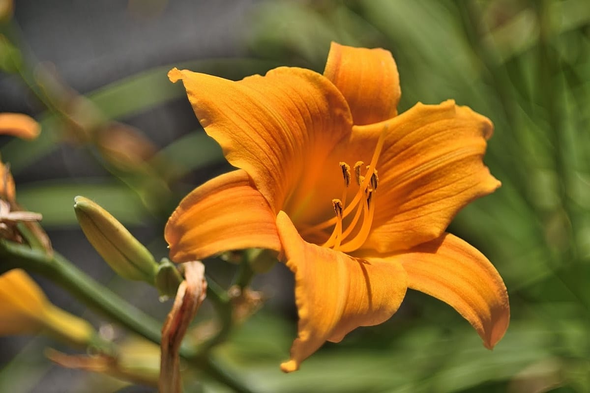 Orange daylily with bold swirly bokeh taken with Helios 44-2 lens in San Diego neighborhood