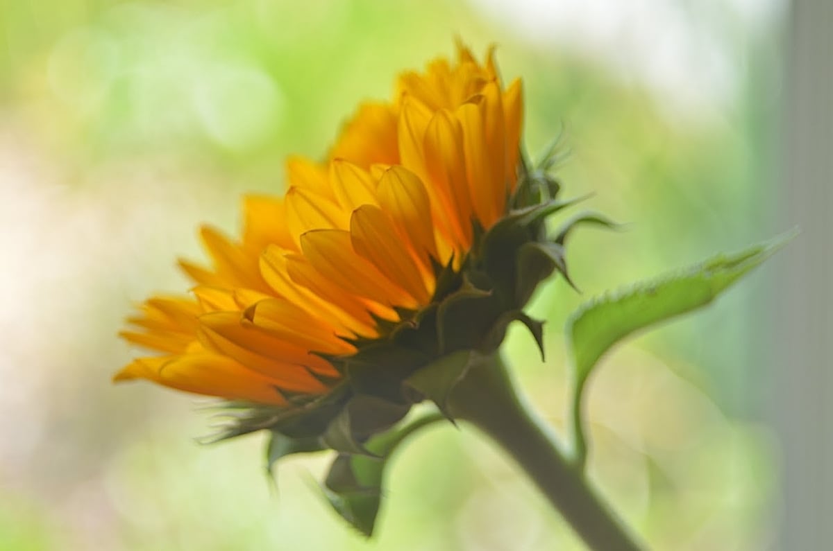 Sunflower glowing in warm light with dreamy bokeh taken using vintage lens