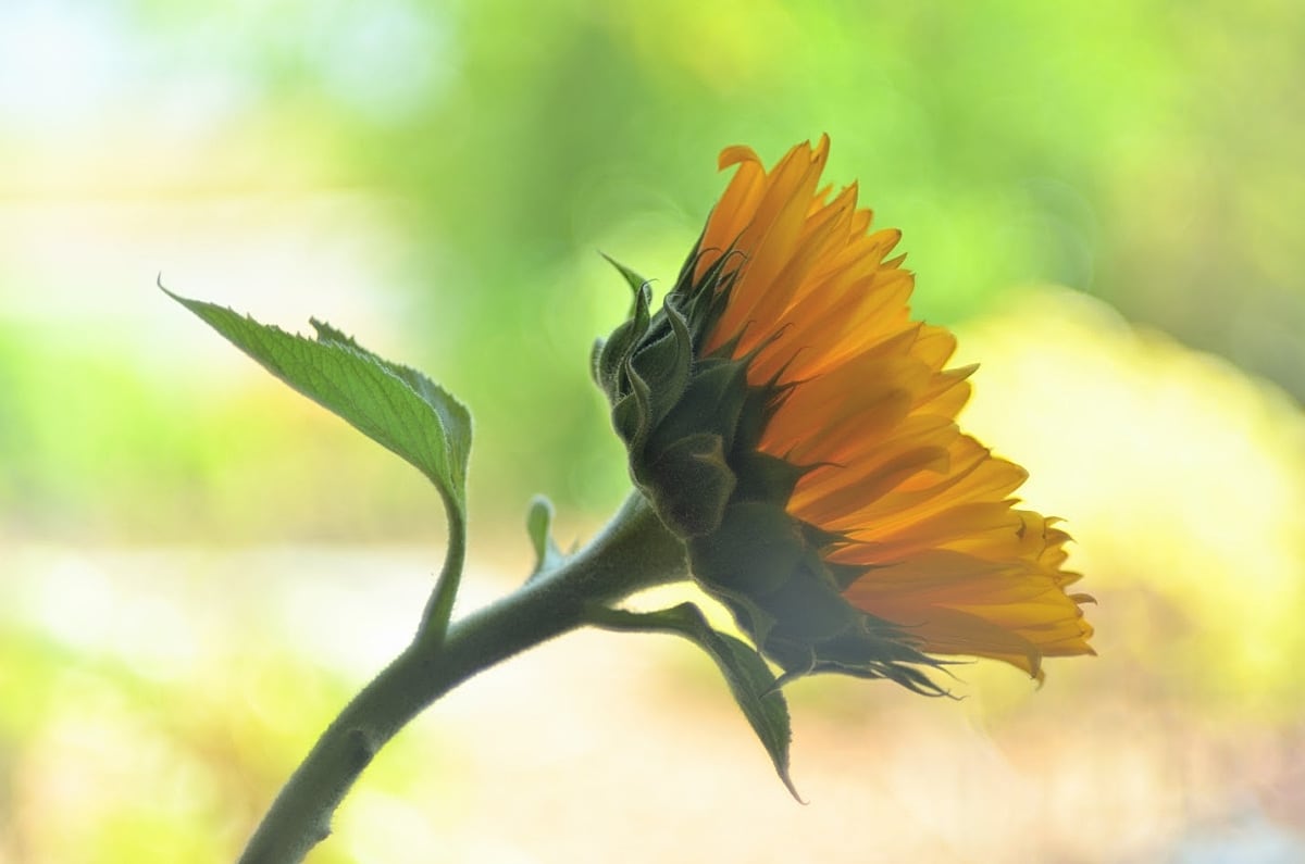 Classic sunflower portrait in soft focus with swirly background