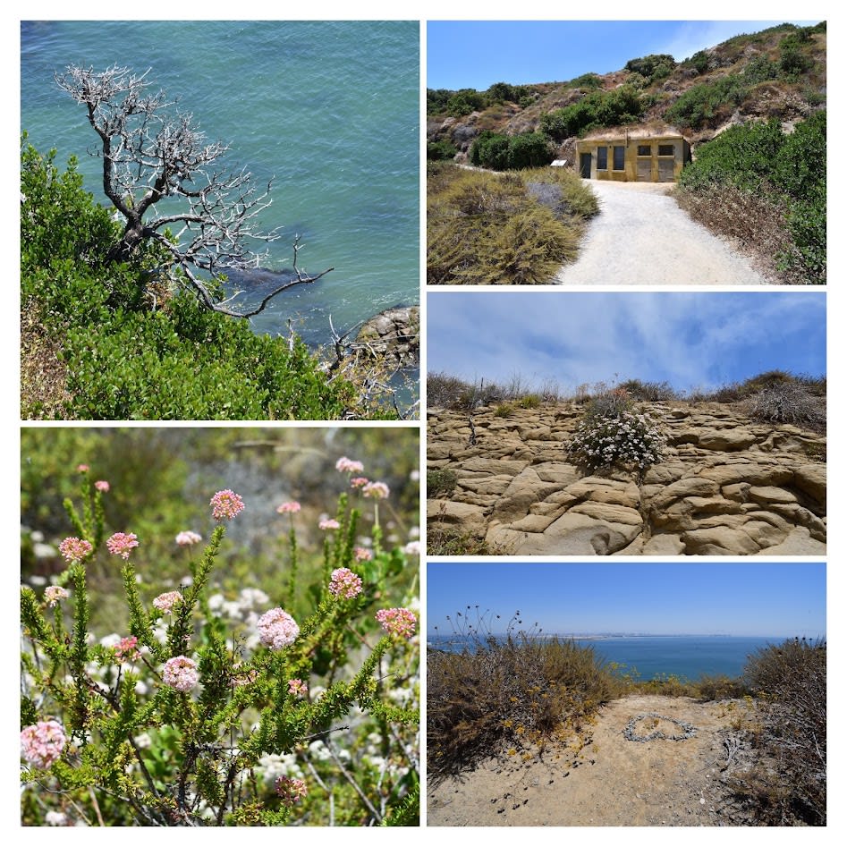 Summer collage showing California buckwheat blooming along cliffs, turquoise ocean views, heart-shaped rock formation on Bayside Trail, and historic military building at Cabrillo National Monument