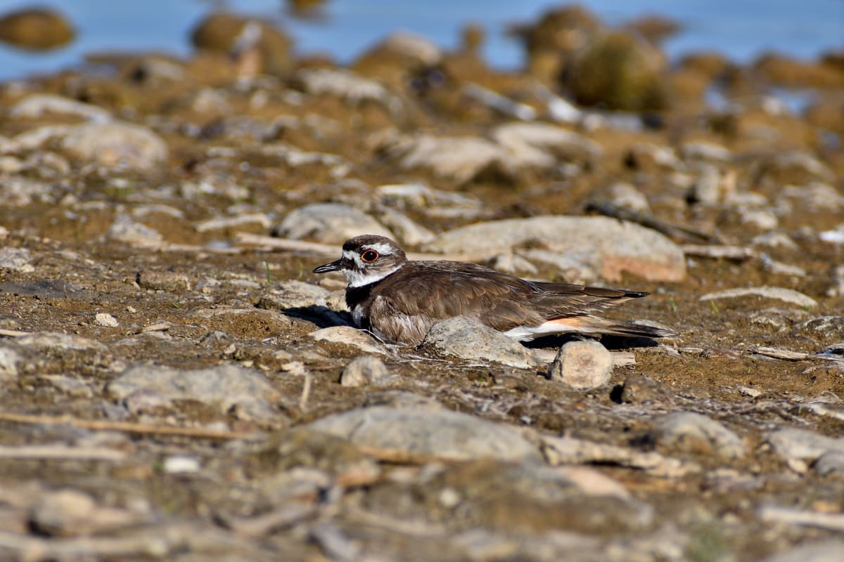 Killdeer shorebird walking along the edge of Lake Murray at sunset in San Diego
