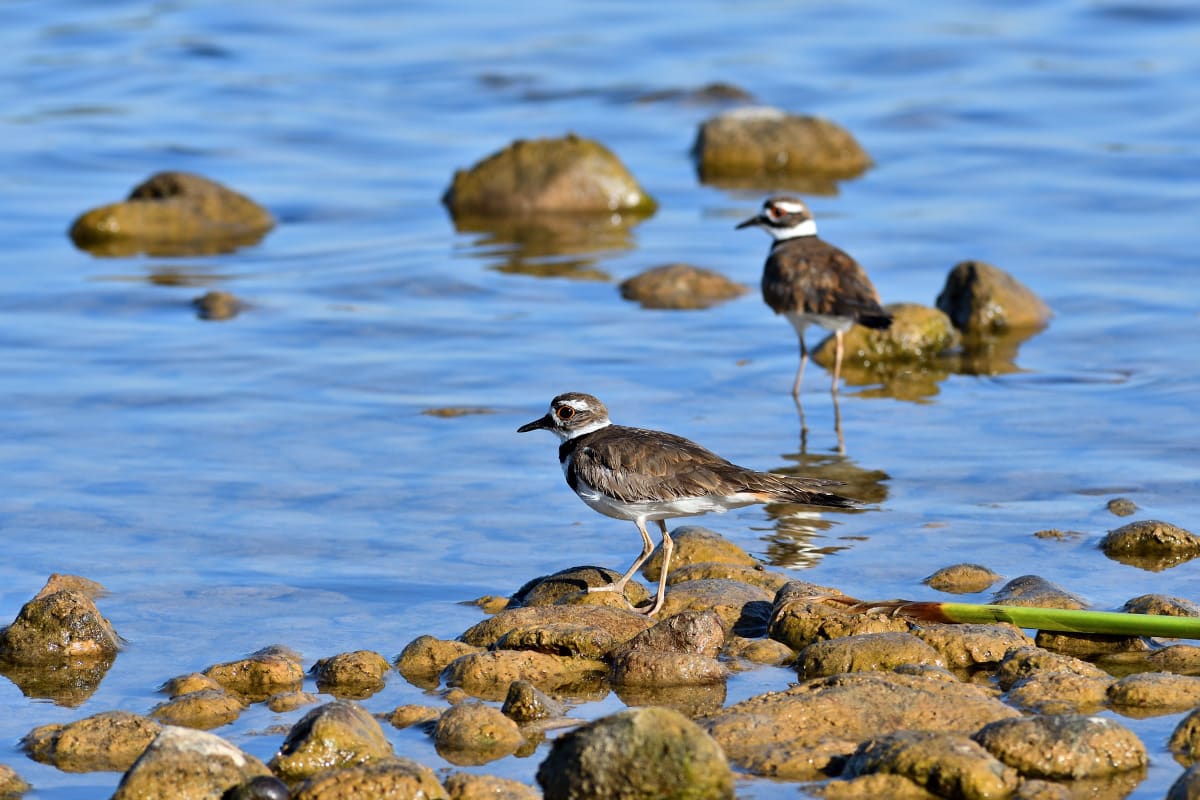 Close-up of Killdeer birds with water ripples at Lake Murray in San Diego
