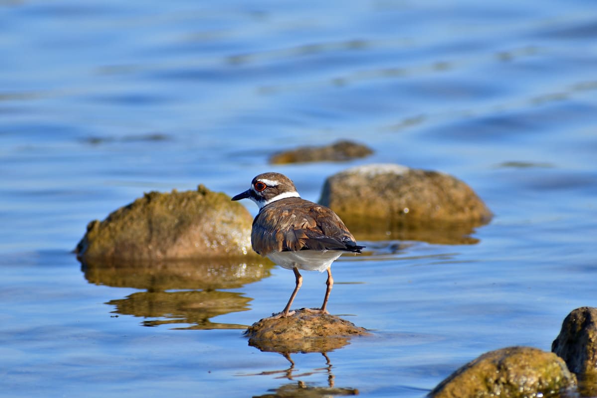 Killdeer in shallow water reflecting warm summer light at Lake Murray in San Diego