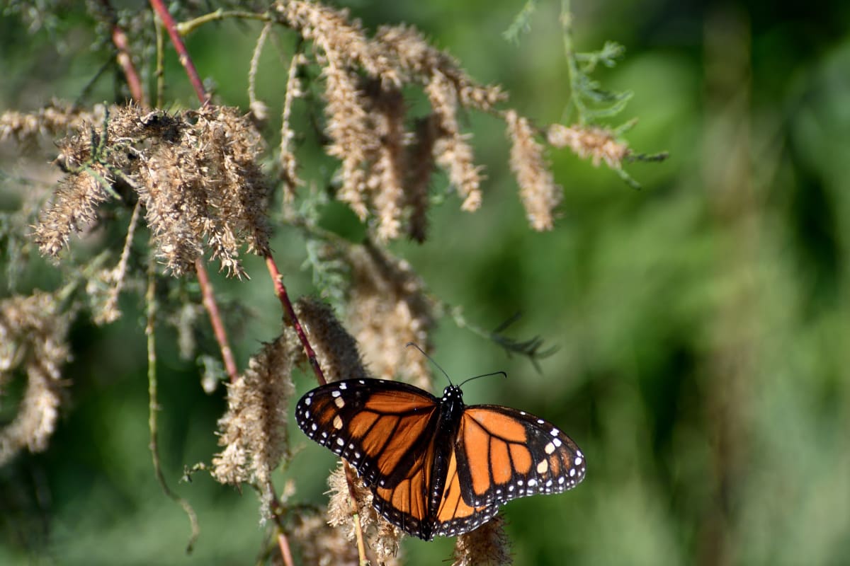 Monarch butterfly fluttering over a dry branch in late afternoon light at Lake Murray in San Diego