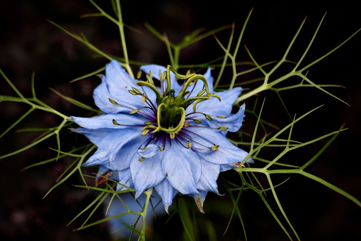 Dark dreamy portrait of Love-in-a-Mist Nigella damascena flower with deep blue petals and lace-like foliage