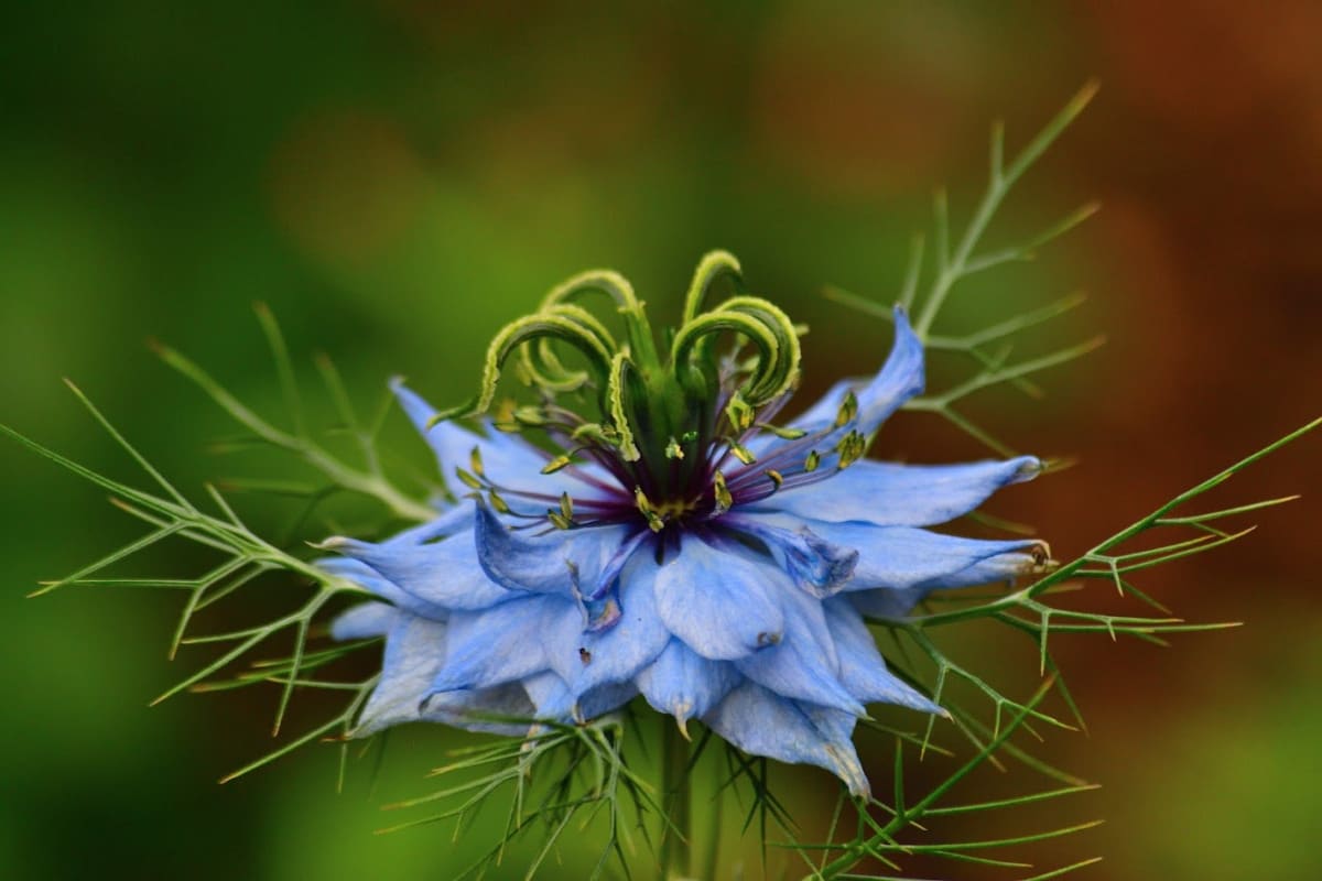 Love-in-a-Mist Nigella damascena flower profile with moody tones and soft lighting