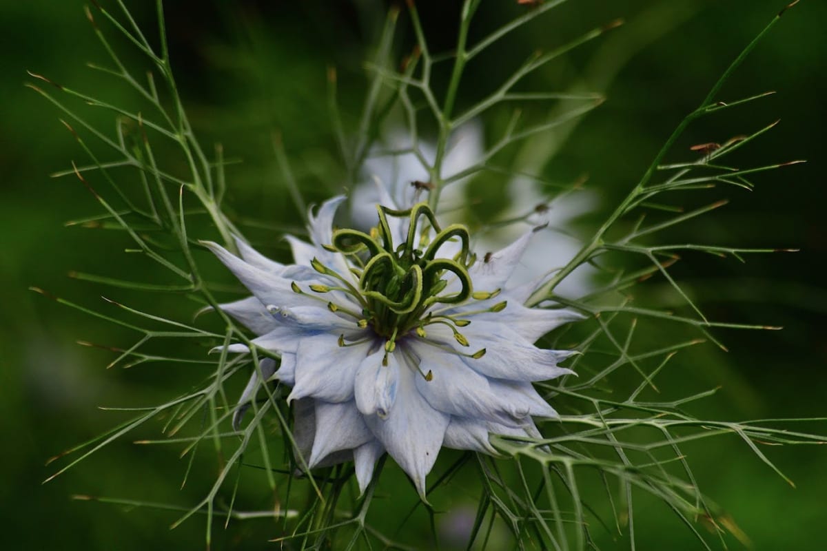 Botanical fine art photo of Love-in-a-Mist Nigella damascena flower on dark soft-focus background