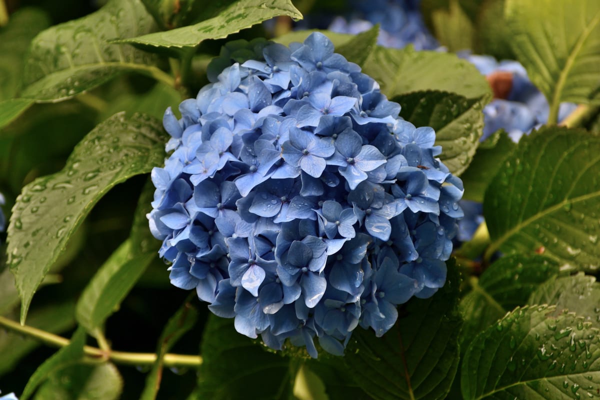 Hydrangea flower profile with moody tones and soft lighting with blue petals and green leafy foliage