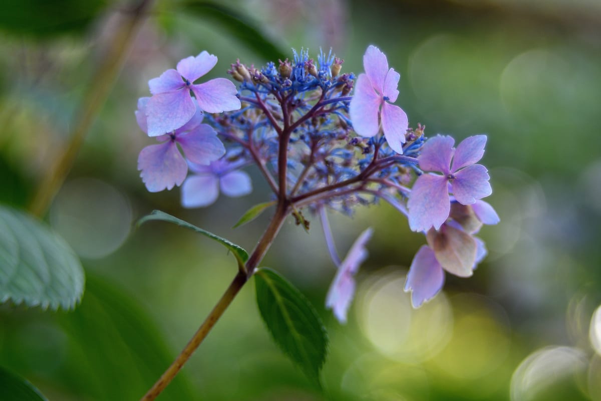 Hydrangea flower profile with moody tones and soft lighting with blue and purple petals and green leafy foliage with bokeh effect and dreamy vintage lens photography