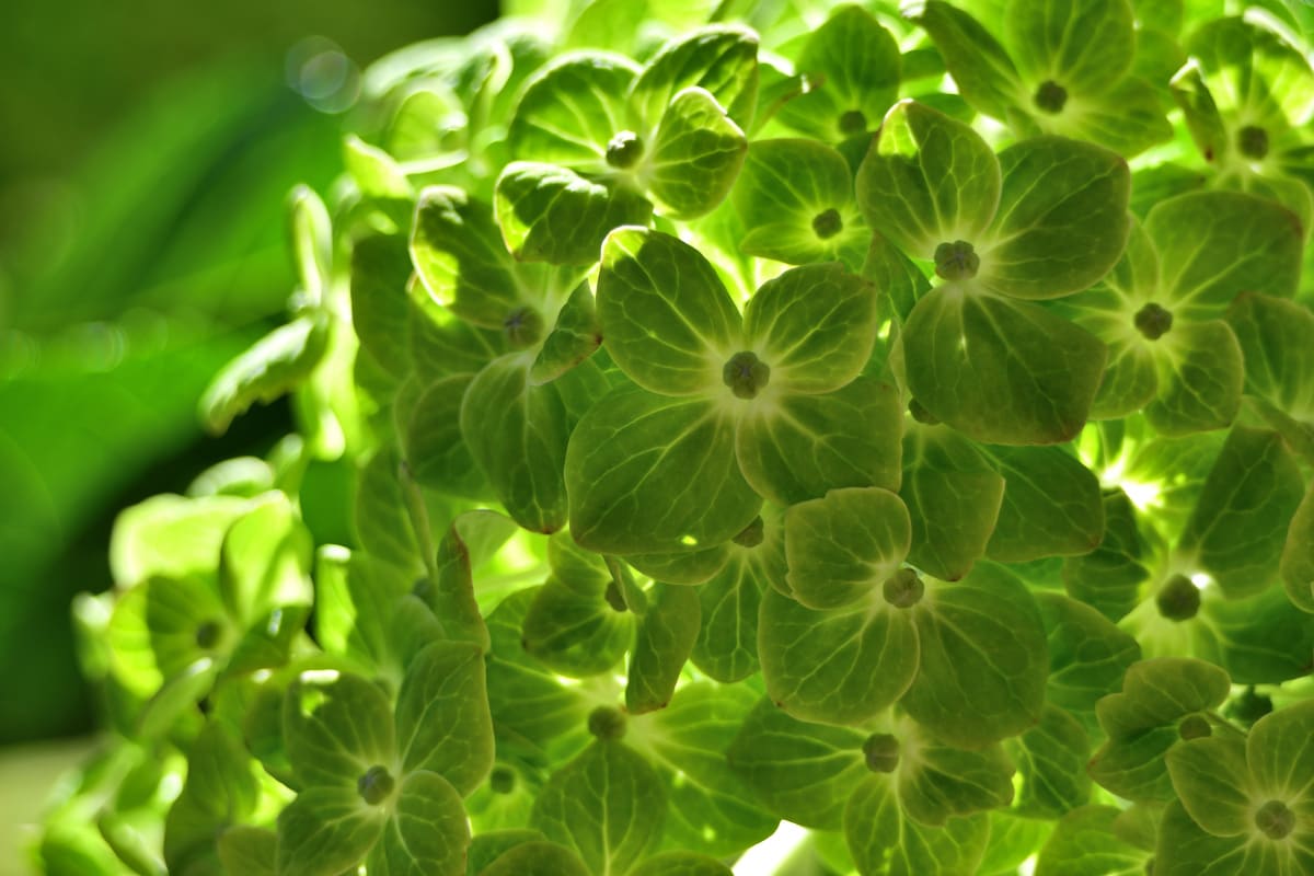 Hydrangea flower profile with moody tones and back lighting with green petals and bokeh effect and vitage lens photography.