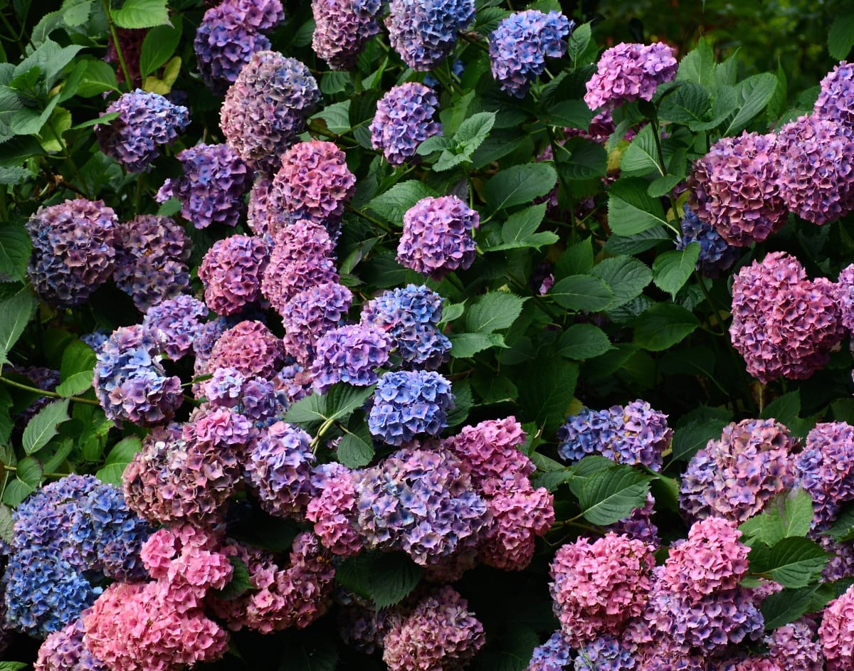 Hydrangea flower bush with moody tones and soft lighting with pink, purple and blue petals and green leafy foliage