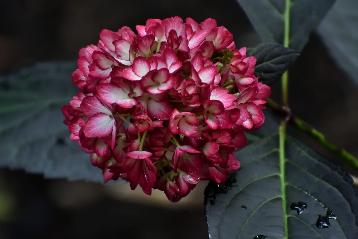 Hydrangea flower profile with moody tones and soft lighting with deep pink petals and green leafy foliage