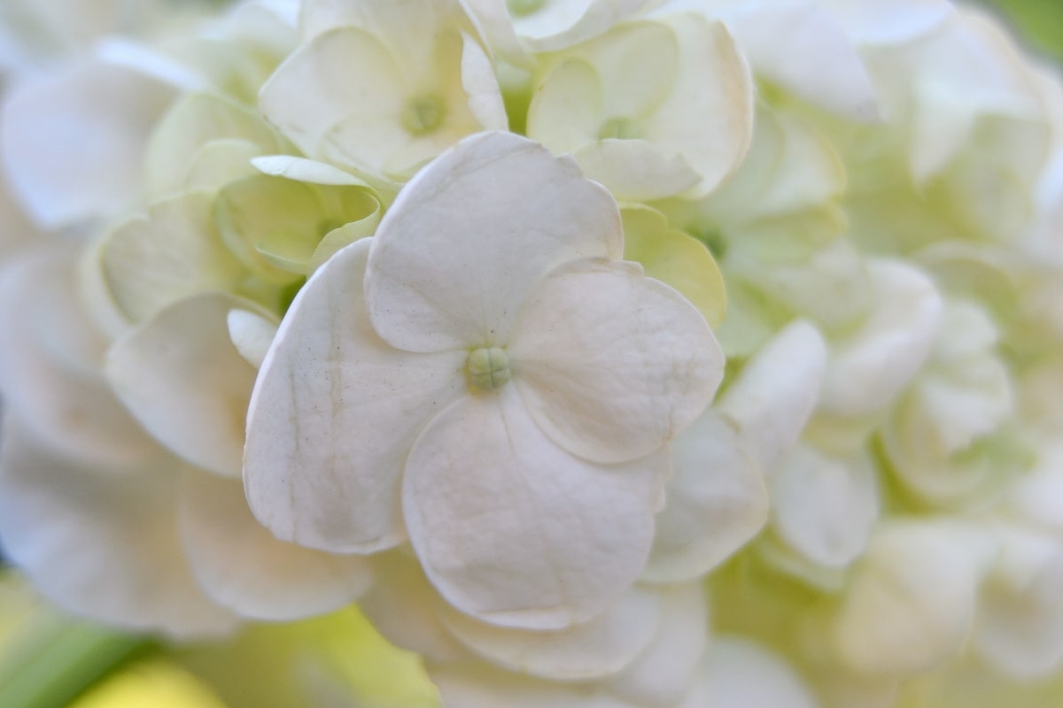 Hydrangea flower profile with white petals and bokeh effect and vitage lens photography close-up.