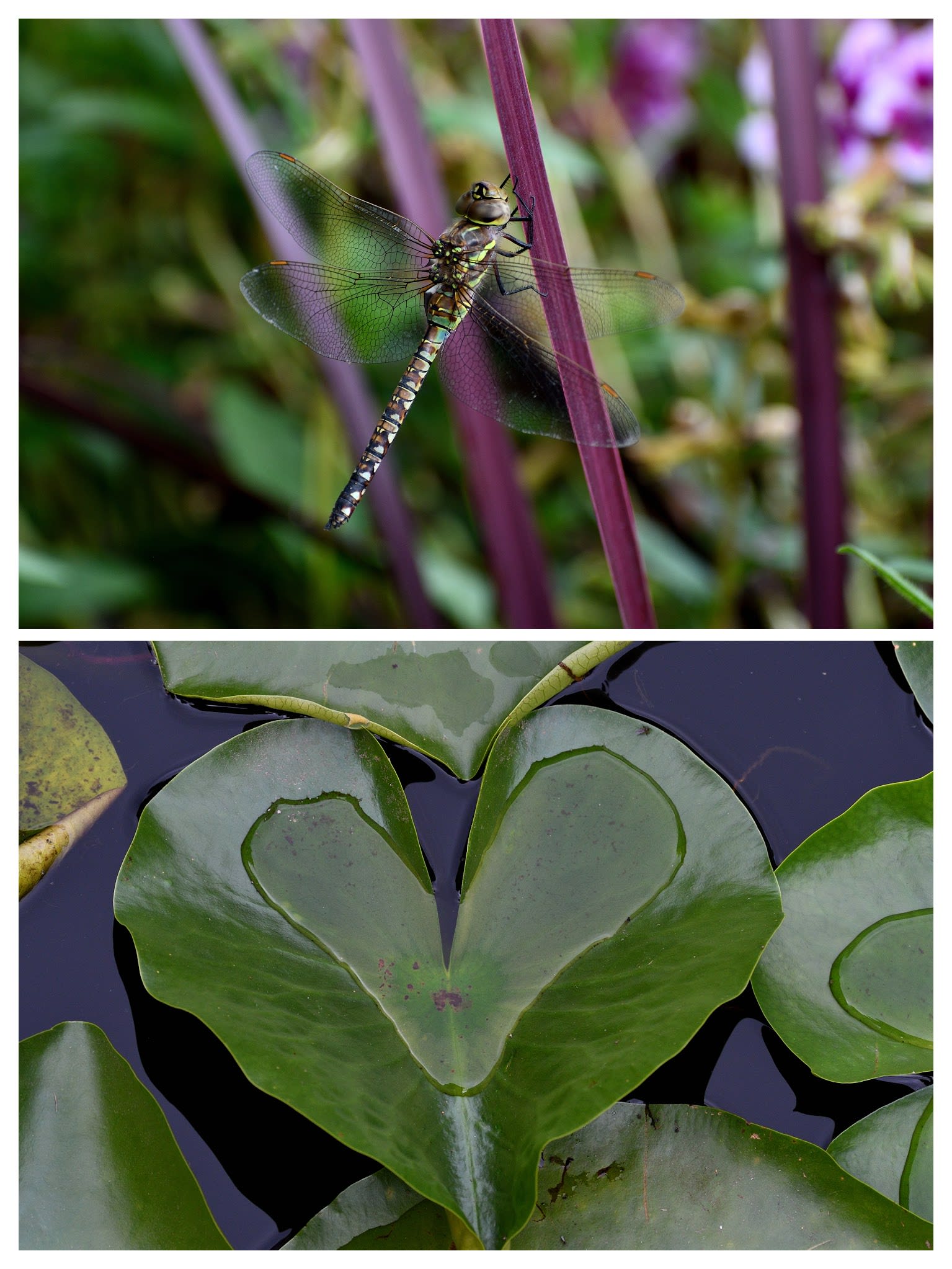 Dragonfly and bees at VanDusen Botanical Garden ponds and flowers