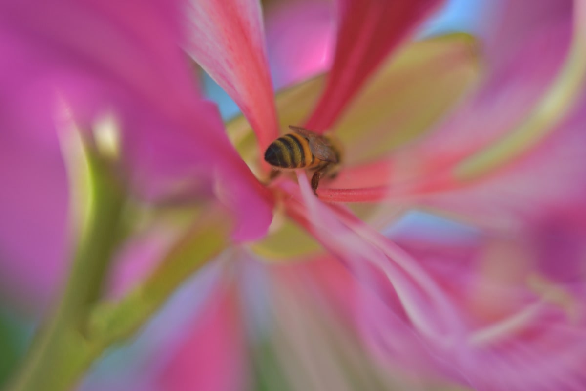Close-up of a vibrant pink Orchid Tree flower in San Diego, captured with dreamy bokeh using a Helios 44-2 58mm f/2 lens