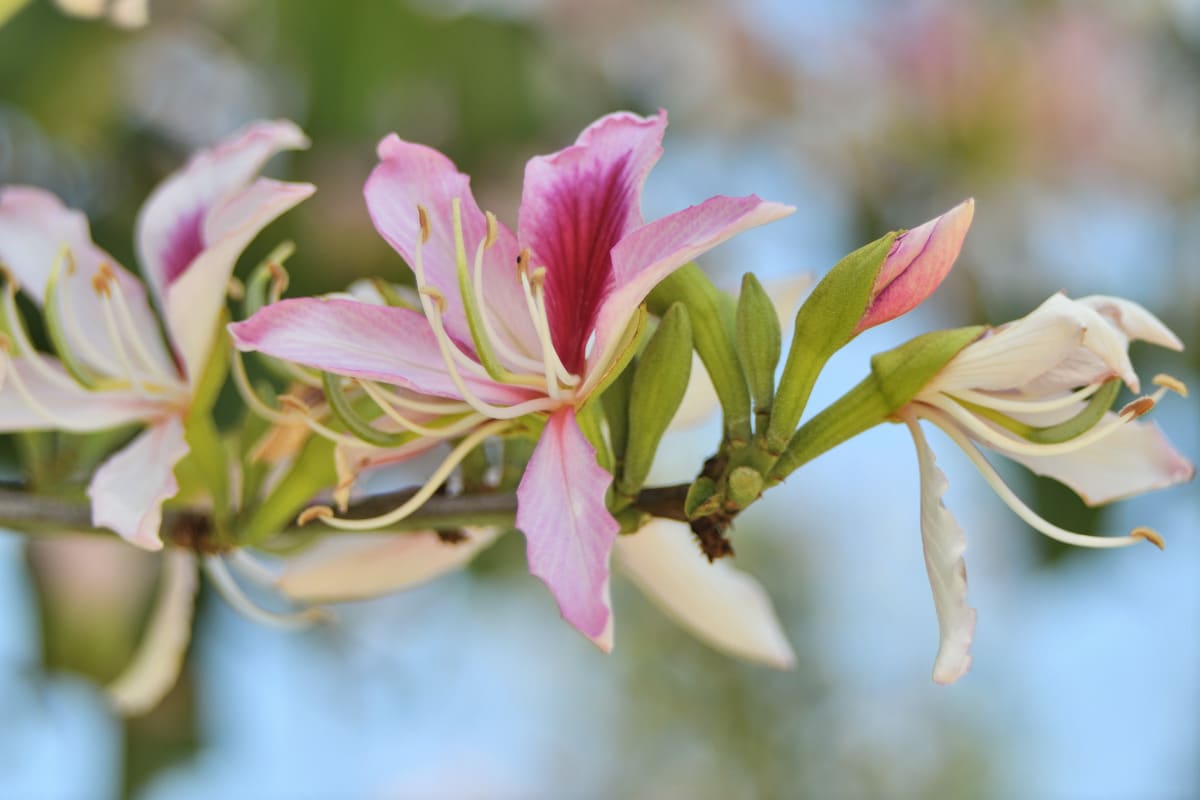 Close-up of a vibrant pink Orchid Tree flower in San Diego, captured with dreamy bokeh using a Pentacon Auto 50mm f/1.8 MC lens and 11mm extension tube